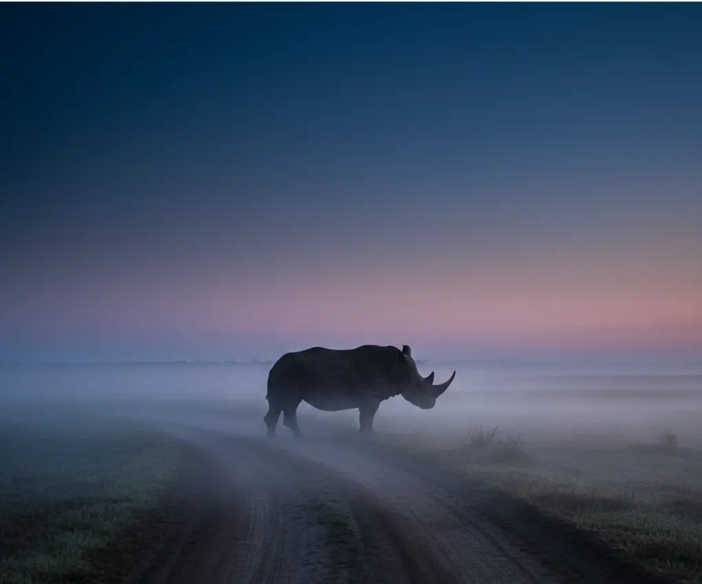 A safari vehicle maintaining a safe 50-meter distance from a rhino in Lake Nakuru National Park in 2026.