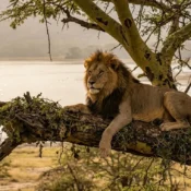 A male lion resting on an acacia tree branch in Lake Nakuru National Park during the 2026 season