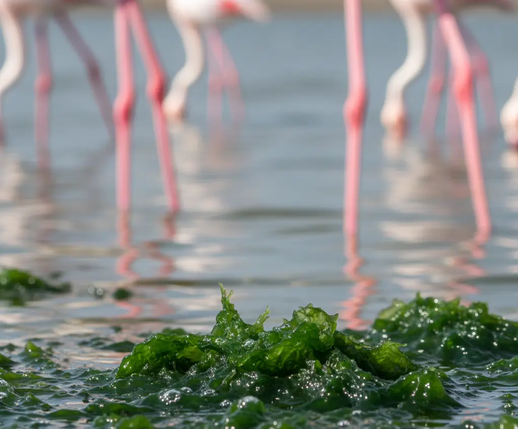 Flamingos in Lake Nakuru 2026: The Honest Insider Guide 5 Close-up of Spirulina algae growth at Lake Nakuru southern mudflats