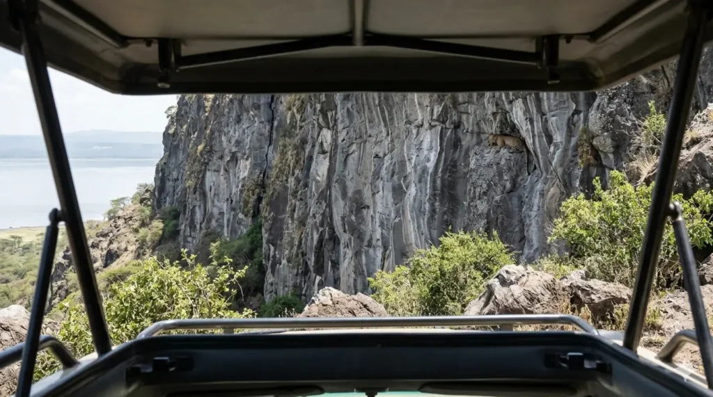 A camouflaged leopard on the Baboon Cliff escarpment in Lake Nakuru National Park 2026.