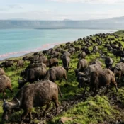 A large herd of Buffaloes in Lake Nakuru National Park grazing near the shoreline.