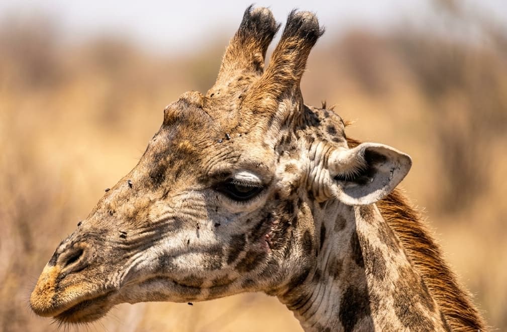 Close-up of the unique 5-horn ossicone structure of a Rothschild’s Giraffe in 2026.