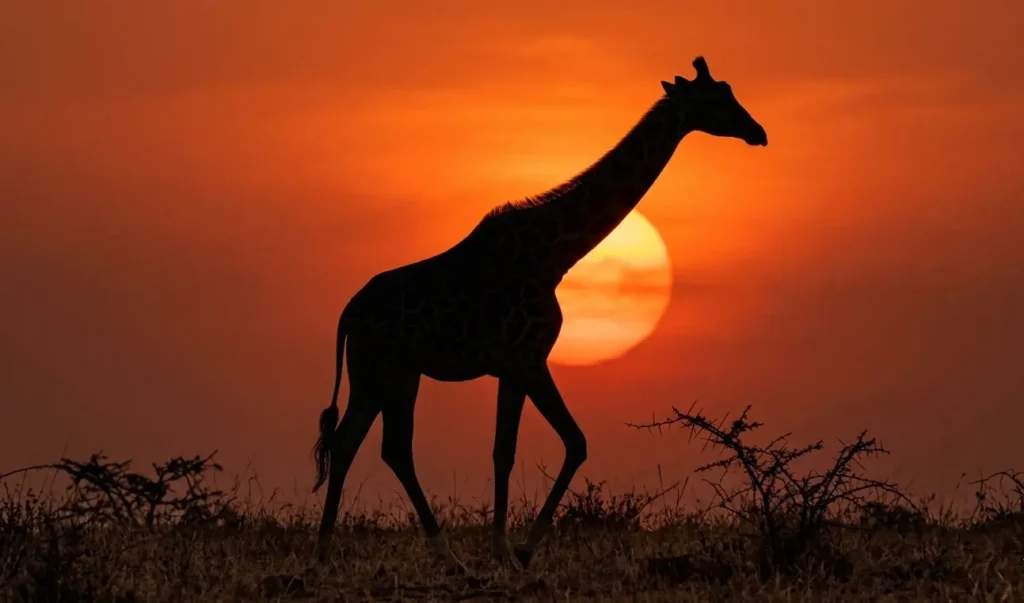 Rothschild's Giraffe at sunset on a Lake Nakuru 2 days 1 night route 2026 expedition.