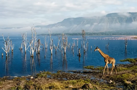 Lake Nakuru National Park FAQs 2026: 27 Insider Answers to Travel Tips & Hidden Costs