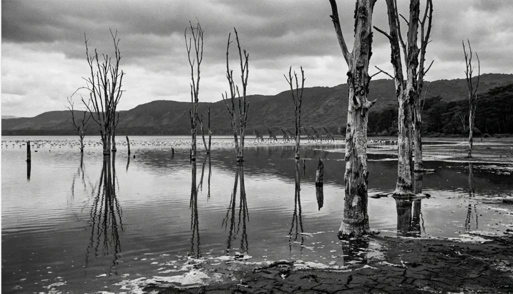 Salt-saturated Ghost Forests in Lake Nakuru caused by rising water levels in 2026.