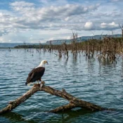 Panoramic view of the rising Lake Nakuru water levels in 2026 showing submerged trees and a fish eagle.
