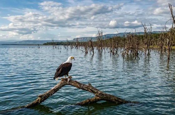 Lake Nakuru Water Levels 2026: Why Your Old Safari Map is Now “Underwater”
