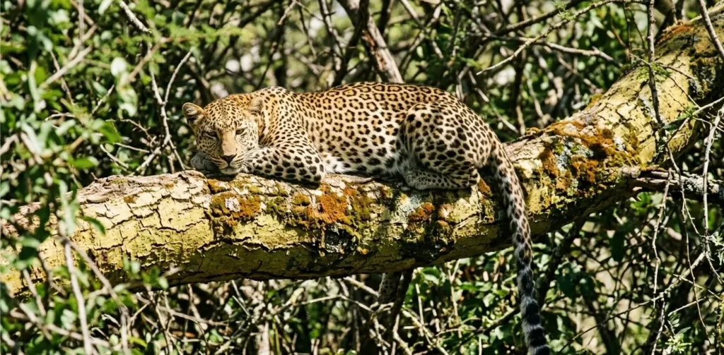 Is a Lake Nakuru Day Trip Worth It? 2026 Honest Comparison (Day Trip vs. Overnight) 3 A leopard in a yellow-barked fever tree, a rare sight for a Lake Nakuru day trip vs overnight.