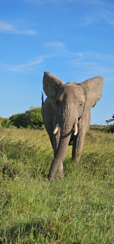 Nairobi to Masai Mara Drive 2026: Why the "6-Hour" Promise Costs Some Clients Their Entire First Game Drive 4 masai mara elephant safari game drive