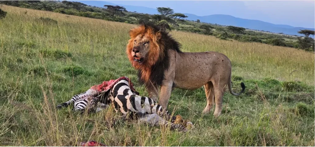 Nairobi to Masai Mara Drive 2026: Why the "6-Hour" Promise Costs Some Clients Their Entire First Game Drive 3 A male lion standing over a fresh zebra kill in the grass of the Masai Mara National Reserve.