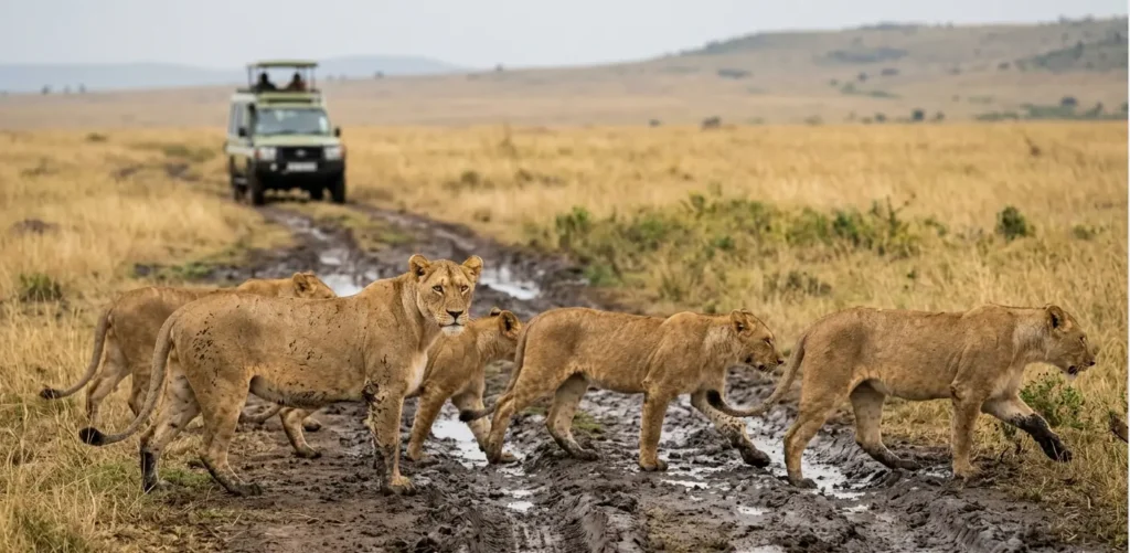 How to Pay Masai Mara Park Fees 2026: The "eCitizen Trap" & Step-by-Step Payment Guide 5 A lion pride crossing a safari track in Masai Mara during the early morning game drive.