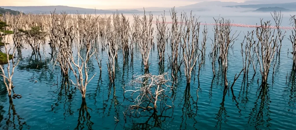 5 Best Lake Nakuru Lodges for Wildlife Photography: A 2026 Pro-Lens & Logistical Comparison 3 High-contrast photography of the Lake Nakuru Ghost Forest from The Cliff balcony in 2026.