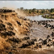 Large herd of wildebeest plunging into the Mara River during the Great Migration