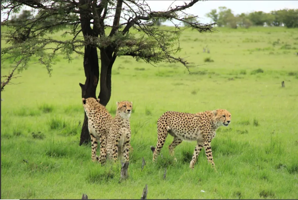 Nairobi to Masai Mara Flights 2026: Wilson Airport Guide 4 Three cheetahs hunting in the green savannah