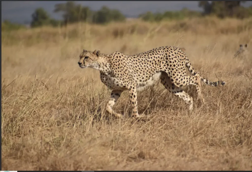 Masai Mara Private Charter Flights 2026: No Queue, No Limit 5 A cheetah stalking prey through the dry savanna grass of the Masai Mara during a morning game drive