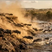 Thousands of wildebeest leaping from a steep riverbank into the Mara River during the Great Migration.