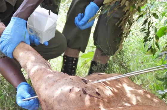 RIP Lion Kiminati: What the Death of a Mara Legend Teaches Us About Safari Safety in 2026