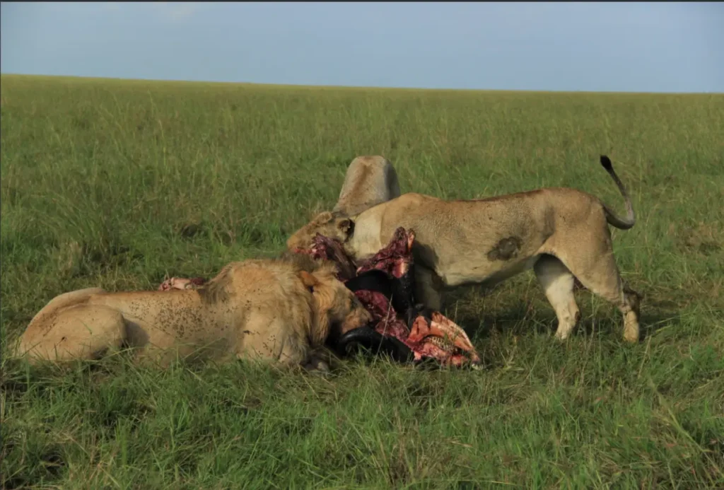 Fly or Drive to Masai Mara 2026? The Honest Cost Verdict 4 A pride of lions feeding on a fresh buffalo carcass in the open savannah of Masai Mara during a morning game drive.