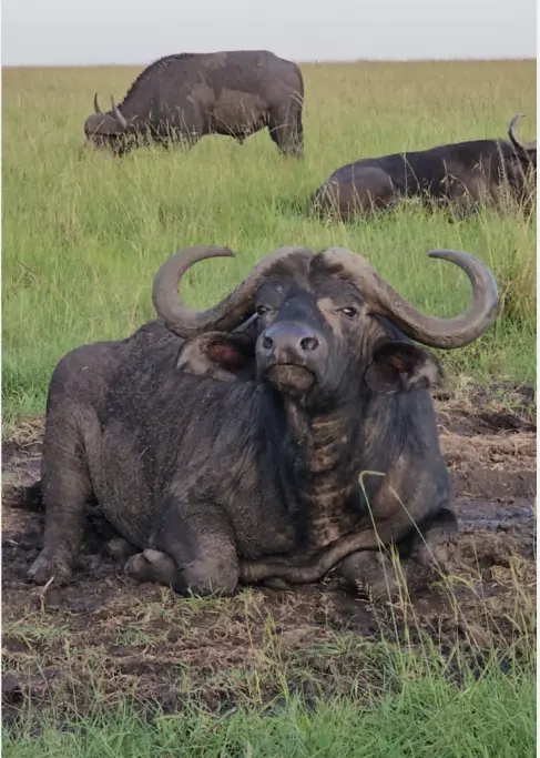 A large Cape Buffalo in a mud wallow, a sight made possible by early park entry