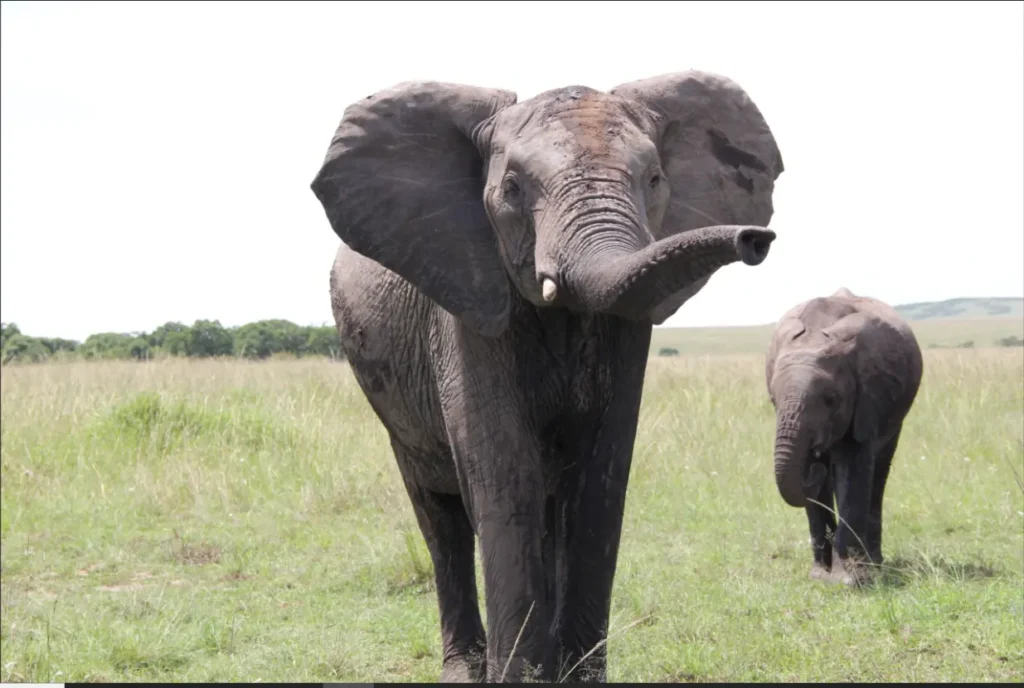 A large elephant in the tall grass near a luxury safari lodge helipad in Masai Mara.