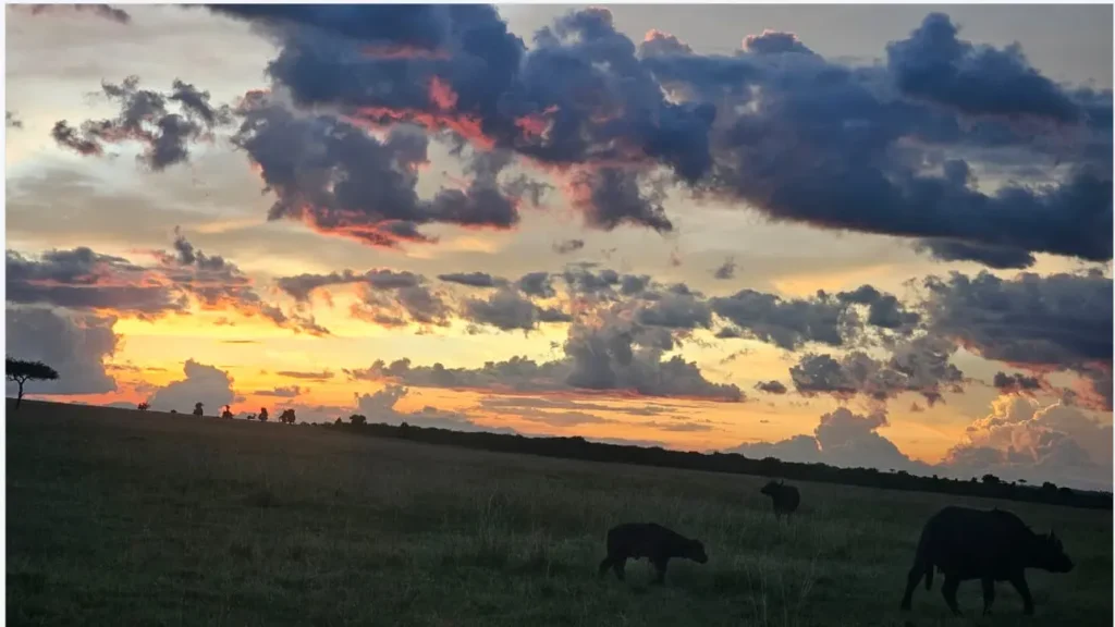A sunrise game drive in the Masai Mara 2026 maximizing time before the 10am exit rule.