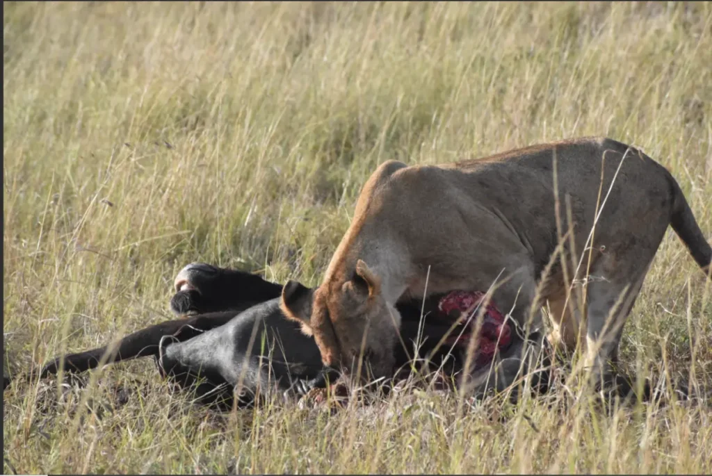 Narok Pitstop 2026: Where Hilmuks Guides Stop Before the Mara 6 A real, unedited photograph of a lioness feeding on a fresh kill in the tall grasses of the Masai Mara.