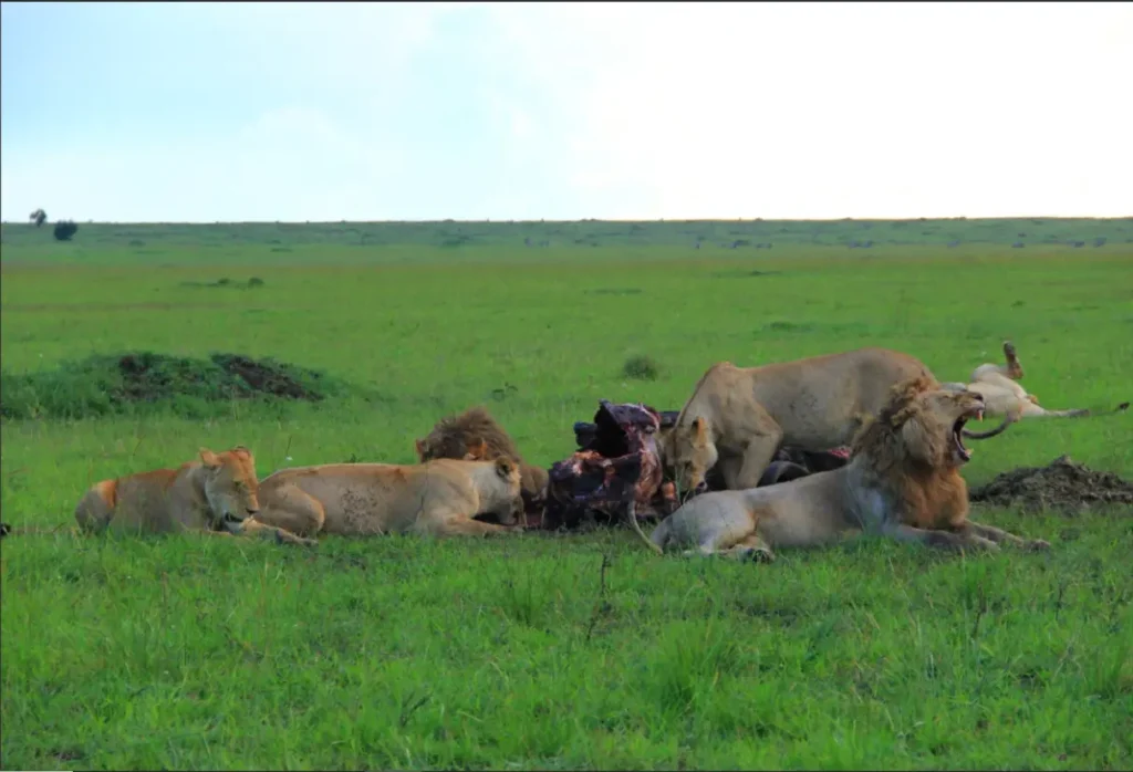 A pride of lions on a fresh buffalo kill in the Masai Mara savanna.