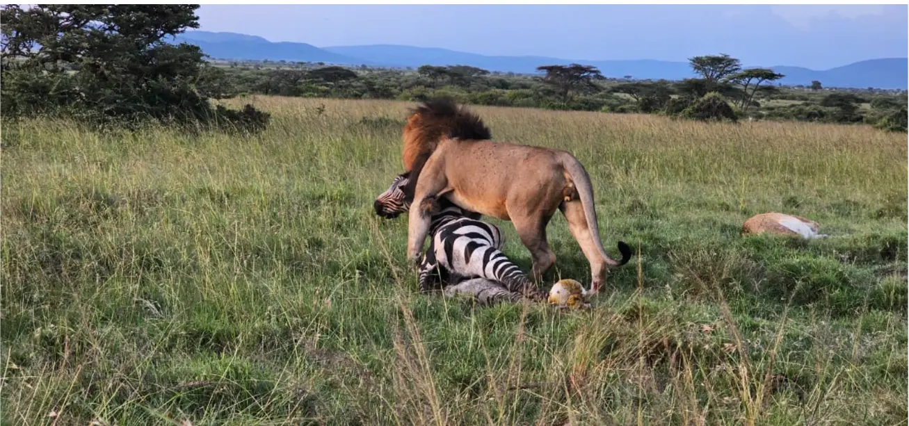 A male lion with a zebra kill in the Masai Mara