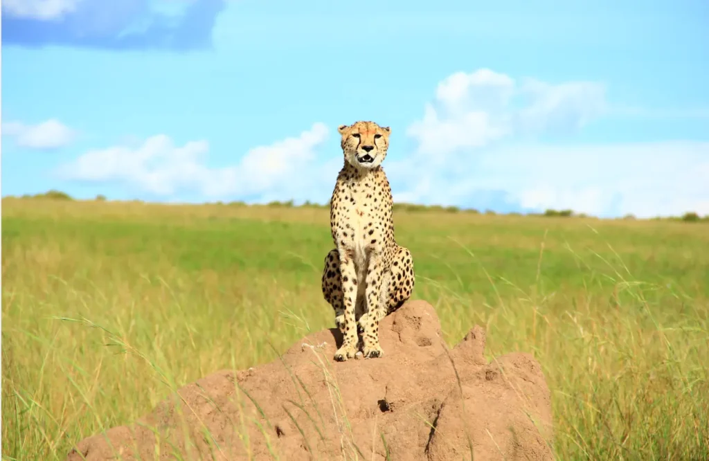 Masai Mara Self Drive 2026: Don't Get Stuck, Lost, or Fined 6 A cheetah perched on a termite mound in the Masai Mara, demonstrating natural behavior observed from a respectful distance.