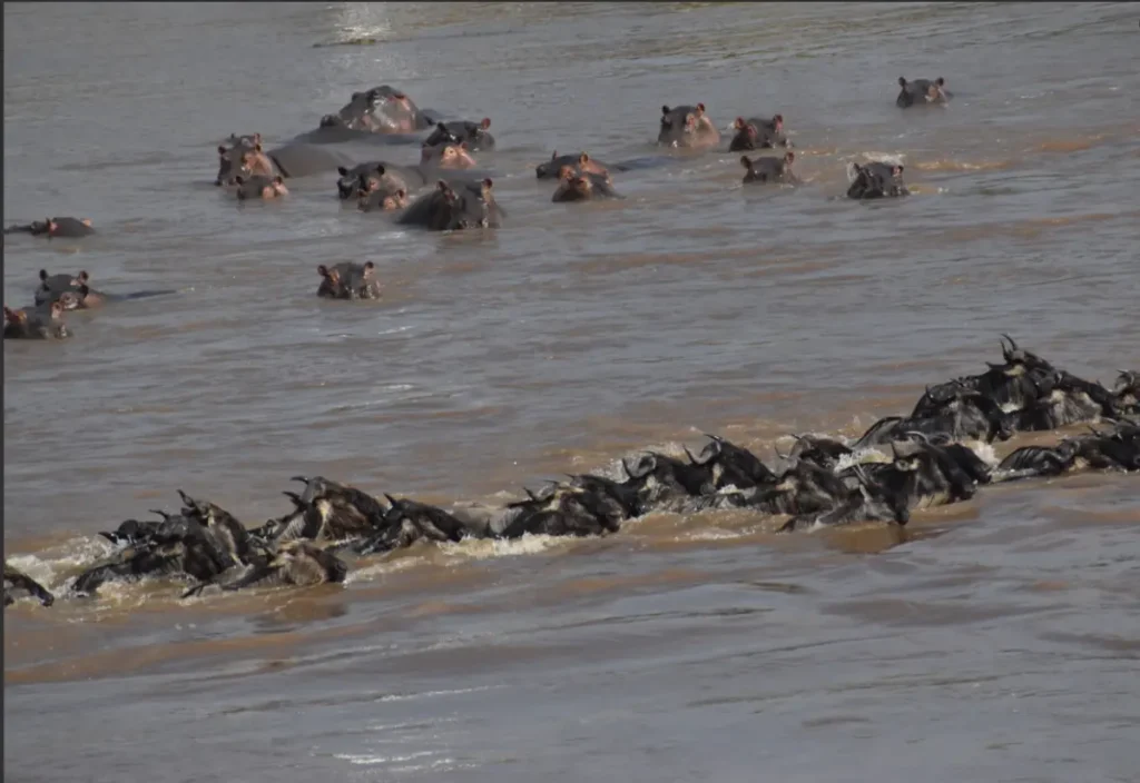 A line of wildebeest crossing the Mara River while submerged hippos watch.