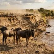 Large herd of wildebeest gathered at the edge of the Mara River during the great migration.