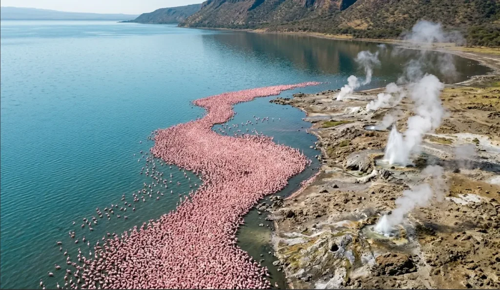 5-Day Kenya Safari 2026: Rhinos, Flamingos & No Crowds 3 Thousands of lesser flamingos gathered near active geothermal steam vents at Lake Bogoria.