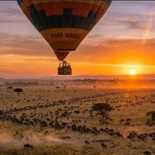 Panoramic aerial view of a hot air balloon over the Great Migration herds in Masai Mara during a sunrise flight.