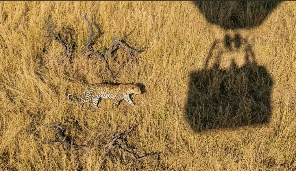 Masai Mara Balloon Safari 2026: Honest Operator's Guide 3 Top-down aerial view of a leopard in the grass as seen from a silent hot air balloon drift in Masai Mara.