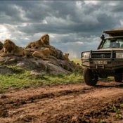: Custom 4x4 safari Land Cruiser tracking a pride of lions on the open savannah grass of Masai Mara.
