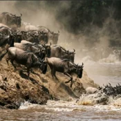 Wildebeest herds massing along the Mara River embankment during the Great Migration.