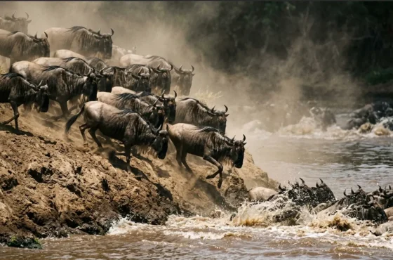 Masai Mara Migration Photography 2026: The Operator’s Edge