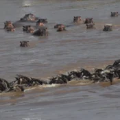 Great Migration wildebeest crossing the Mara River with a pod of hippos watching in the Masai Mara National Reserve