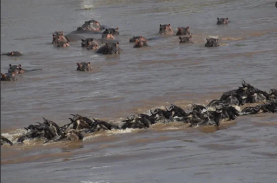 Masai Mara National Reserve vs Conservancy: 2026 Ground Comparison
