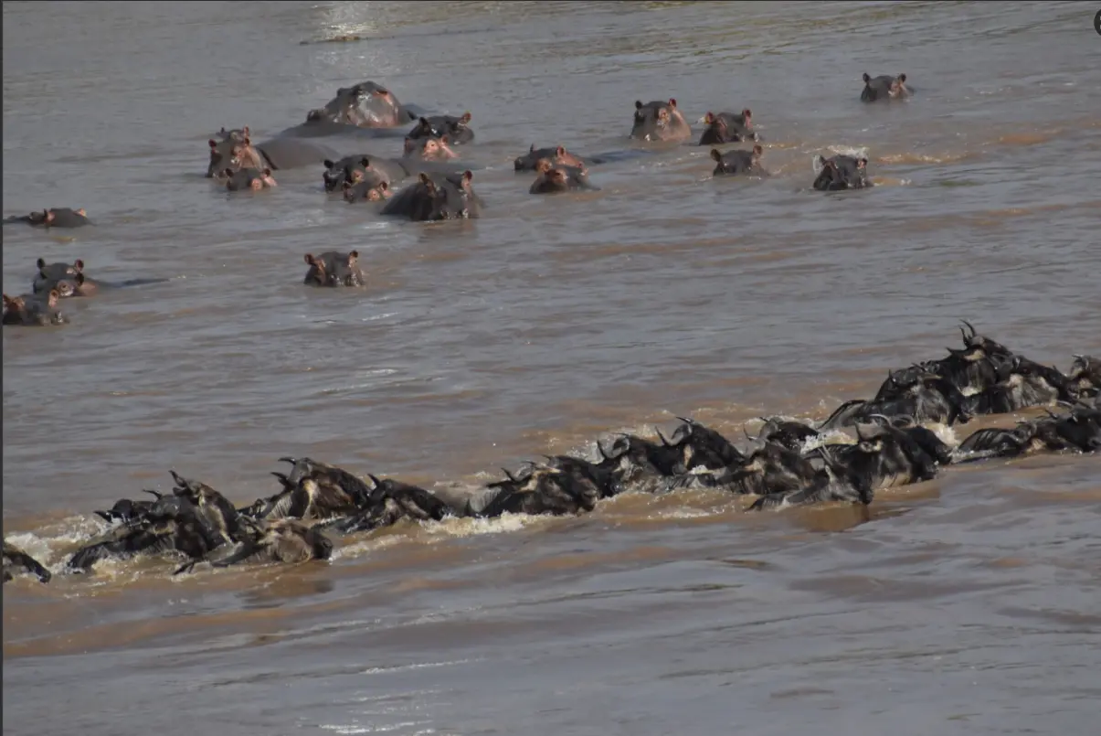 Great Migration wildebeest crossing the Mara River with a pod of hippos watching in the Masai Mara National Reserve
