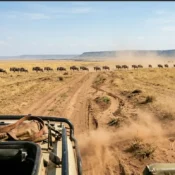 Custom 4x4 safari Land Cruiser driving through the golden Masai Mara savannah