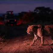 Night game drive Masai Mara with a leopard walking on dirt tracks under red spotlight.