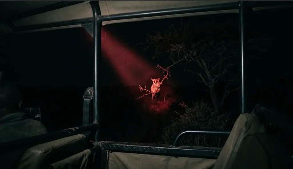 High contrast view from a safari vehicle tracking nocturnal wildlife under red light.