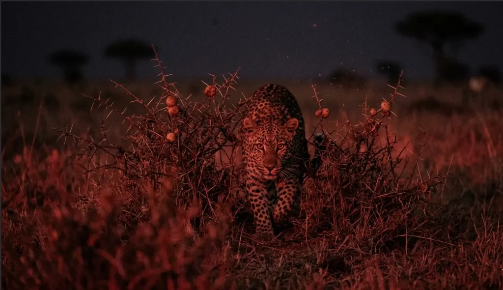 Wild leopard stalking through low bushes under a red spotlight during a night drive.